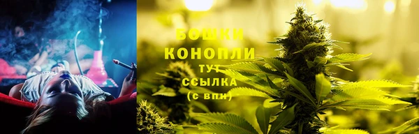 прущие грибы Лабытнанги